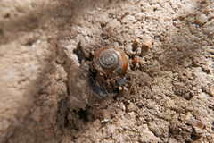 Aegopinella nitidula