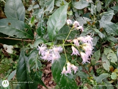 Ageratina ligustrina