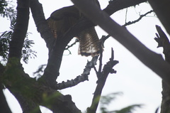 Buteogallus