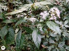 Ageratina ligustrina