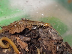 Lithobius melanops