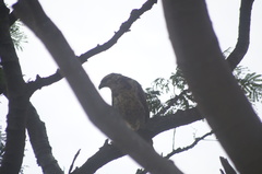 Buteogallus