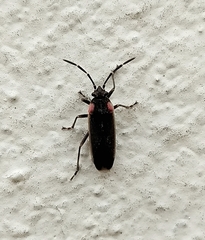 Acroleucus coxalis