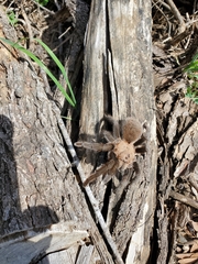 Aphonopelma anax
