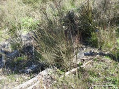 Chrysojasminum fruticans