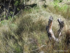 Chrysojasminum fruticans