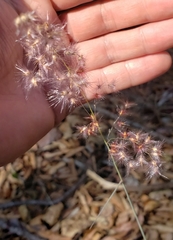 Melinis repens image