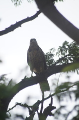 Buteogallus
