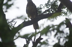 Buteogallus