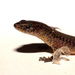 Boulenger's Largescale Lizard - Photo (c) Andrés Camilo Montes-Correa, some rights reserved (CC BY-NC), uploaded by Andrés Camilo Montes-Correa