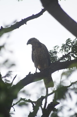 Buteogallus