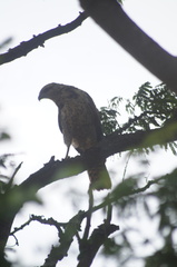 Buteogallus