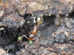 Temnothorax recedens