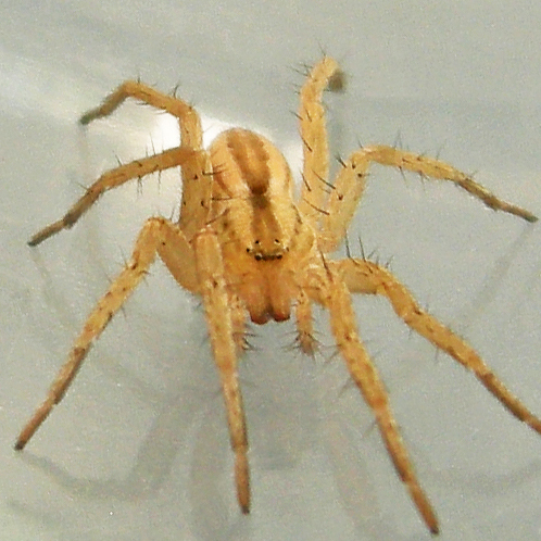 Arachosia cubana