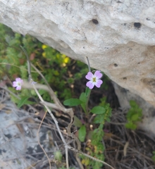 Malcolmia chia