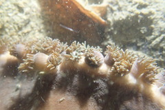 Duncanopsammia peltata