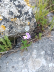 Malcolmia chia