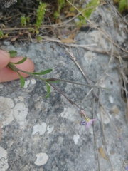 Malcolmia chia