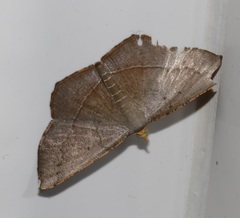 Plesiomorpha flaviceps