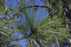 Pinus douglasiana