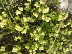 Valerianella vesicaria