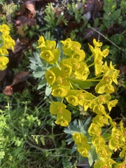 Myrsiniteae