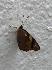 Nymphalidae