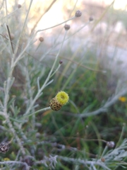 Phagnalon rupestre