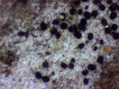 Eopyrenula intermedia