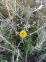 Phagnalon rupestre