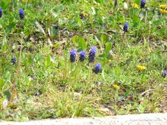 Leontodon longirostris