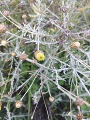 Phagnalon rupestre