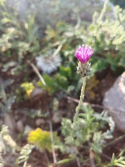 Carduus argentatus