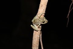 Craugastor yucatanensis