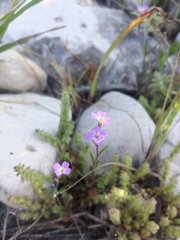 Malcolmia chia