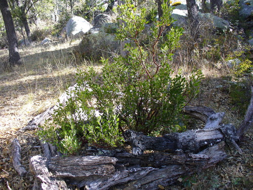 pointleaf manzanita (Arctostaphylos pungens)
