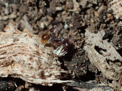 Aphaenogaster picea