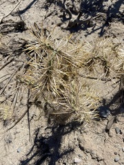 Cylindropuntia molesta molesta