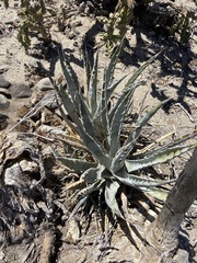 Agave cerulata