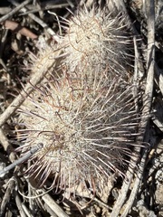Mammillaria hutchisoniana hutchisoniana