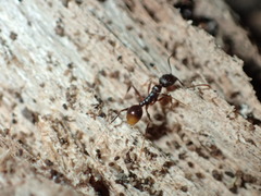 Aphaenogaster picea