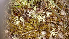 Xanthoparmelia semiviridis