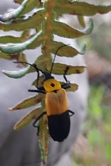 Chauliognathus heros