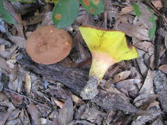 Phylloporus foliiporus