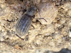 Craniotus pubescens