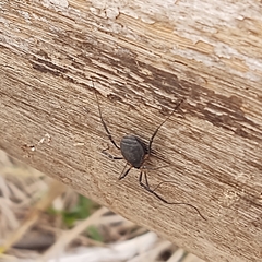 Eumesosoma