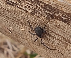 Eumesosoma