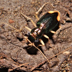 Tetracha sobrina