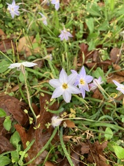 Ipheion uniflorum
