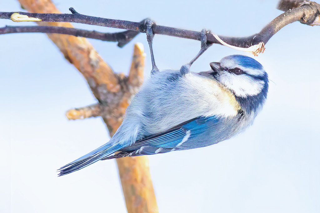 Eurasian Blue Tit